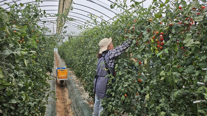 ▲ 봉화 재산면 재산토마토작목회의 한 농민이 비닐하우스에서 방울 토마토를 수확하고 있다.