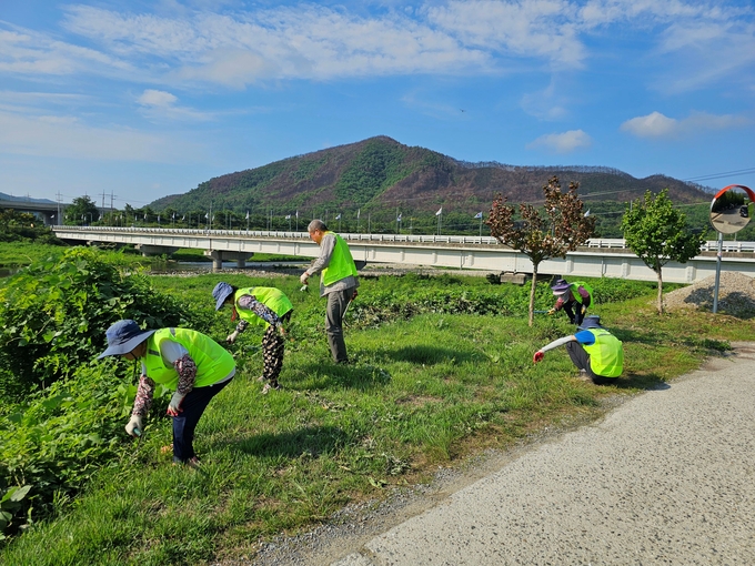 ▲ 의성시니어클럽 ‘내고향물지킴이’ 사업단 반장 김계선(81세·왼쪽 첫 번째)과 참여자들이 21일 경북 의성군 점곡면 하천변에서 노란 조끼를 입고 잡초를 제거하며 지역 환경 정비 활동을 하고 있다. 의성군