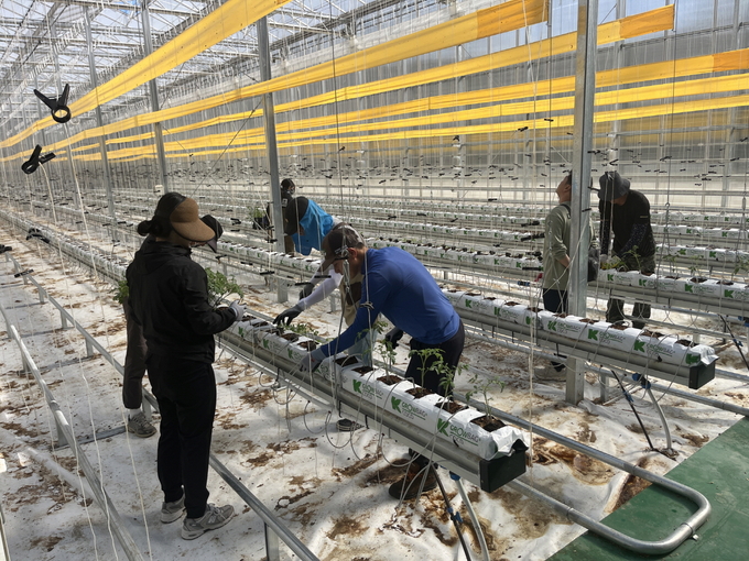 ▲ 지난 24일 봉성면 금봉리에 위치한 청년 창업농 경영실습 임대농장 스마트농업 온실에서 청년 교육생들이 토마토 정식 작업을 하고 있다.