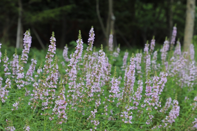 ▲ 털부처꽃 ‘백두분홍’