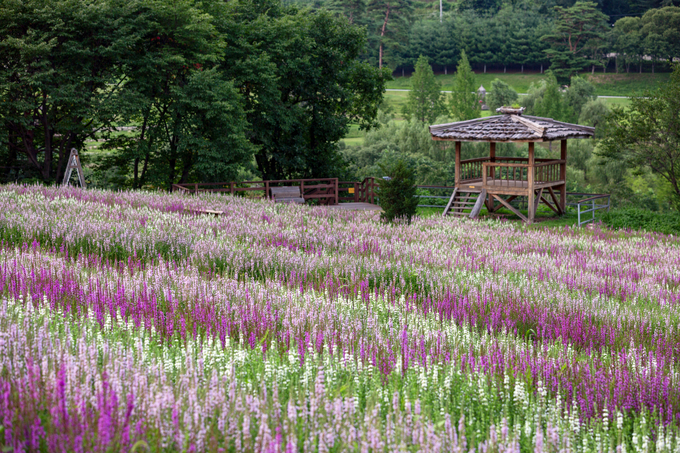 ▲ 국립백두대간수목원 야생화언덕