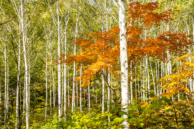 ▲ 영양군 죽파리 자작나무숲