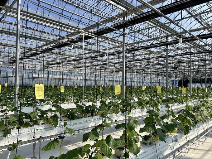 ▲ 상주시가 중소농을 위한 ‘낮은단계 시험연구 스마트팜’을 새롭게 조성하고 오이 작목의 실증연구를 시작했다. 사진은 상주시 기술센터 내 비닐하우스를 리모델링해 지난 14일 오이 작목을 식재한 모습. 상주시 제공