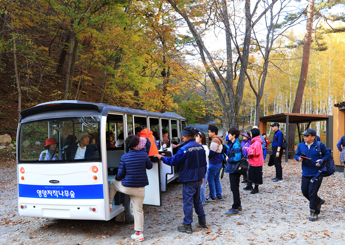 ▲ 지난 주말 갑작스러운 기온 하강에도 불구하고 영양군의 명물 코스인 ‘영양 자작나무숲’을 찾는 행락객들의 발걸음이 끊이지 않았다.
