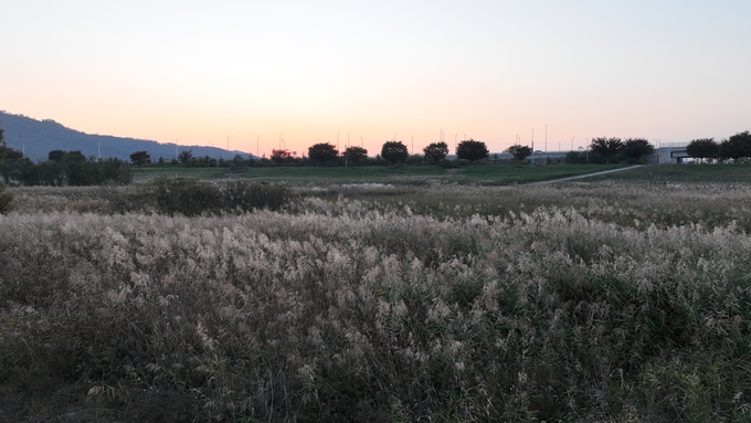 ▲ 저 멀리 낙동강 제방에서 부터 노을이 오고 있는 갈대 밭
