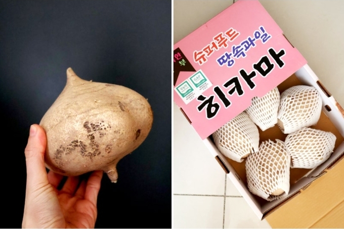 ▲ 구미에서 생산되는 감자처럼 생긴 히카마