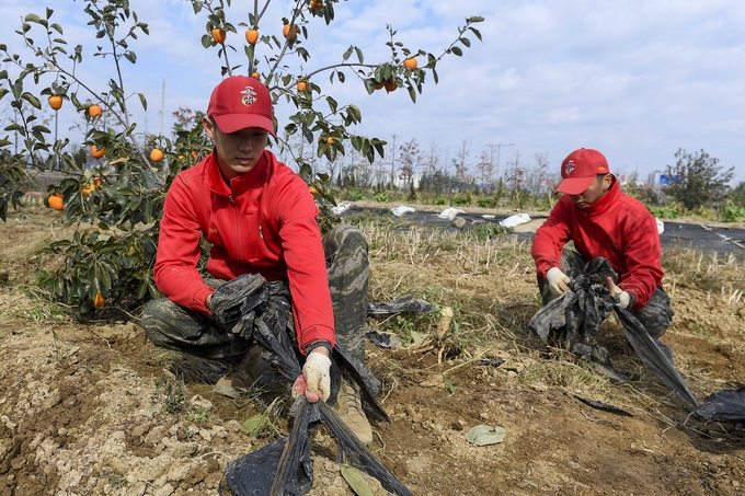 ▲ 해병대 1사단은 지난 3일부터 오는 7일까지 가을철 농번기를 맞은 포항지역 농가 일손돕기에 병력 3409명을 투입해 진행 중인 모습. 해병대 1사단 제공