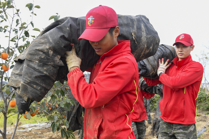 ▲ 해병대 1사단은 지난 3일부터 오는 7일까지 가을철 농번기를 맞은 포항지역 농가 일손돕기에 병력 3409명을 투입해 진행 중인 모습. 해병대 1사단 제공