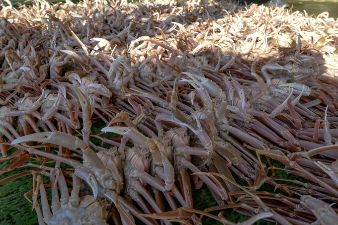 ▲ 영덕군 강구항 위판장 모습.