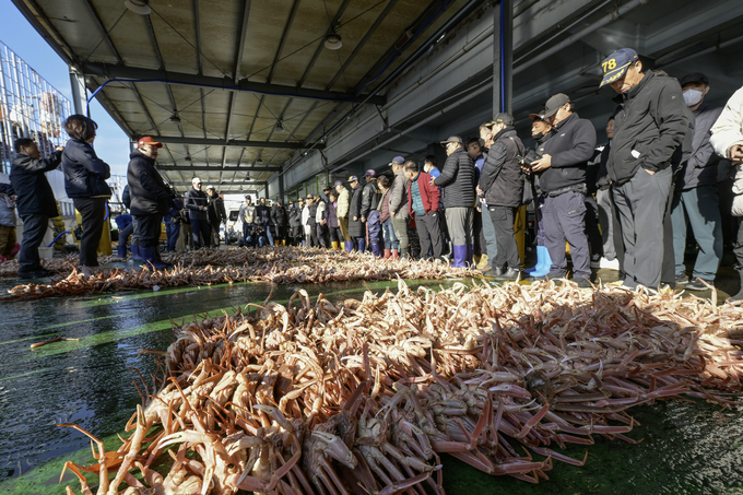 ▲ 지난 3일 영덕군 강구항에 열린 2025년 첫 영덕대게 위판 모습.