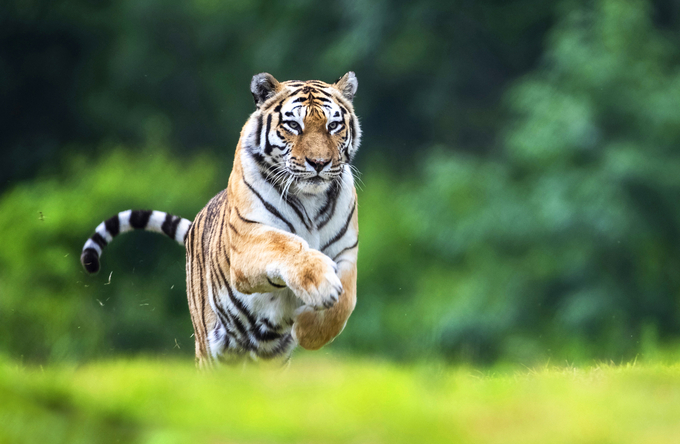 ▲ 백두산호랑이 ‘한청’이 생전 모습