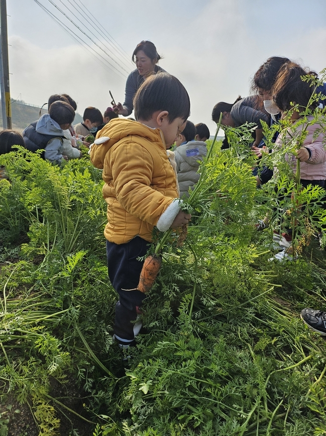 ▲ 아이들이 고아읍 금오산찰쌀보리정보화마을에서 당근수확 체험을 하고있다.