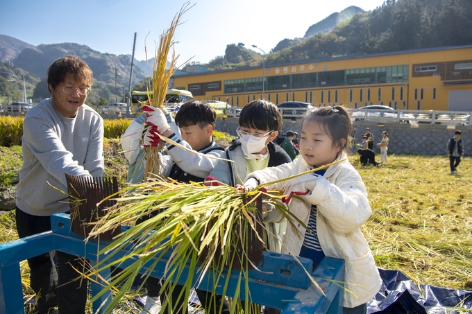 ▲ 6일 벼 수확 체험행사에 참여한 아이들이 전통 농기구 ‘홀태’를 이용해 탈곡 체험하며 즐거워했다.  울릉군 제공