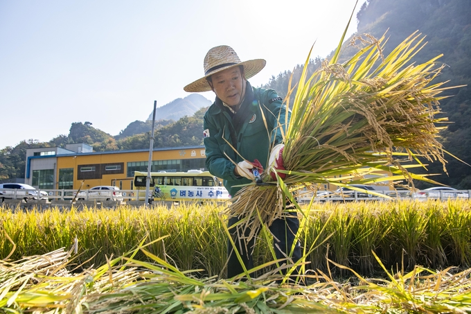 ▲ 남한권 울릉군수가 6일 서면 태하리 울릉개척사 부지 인근 다랑논에서 벼 베기를 하고 있다. 울릉군