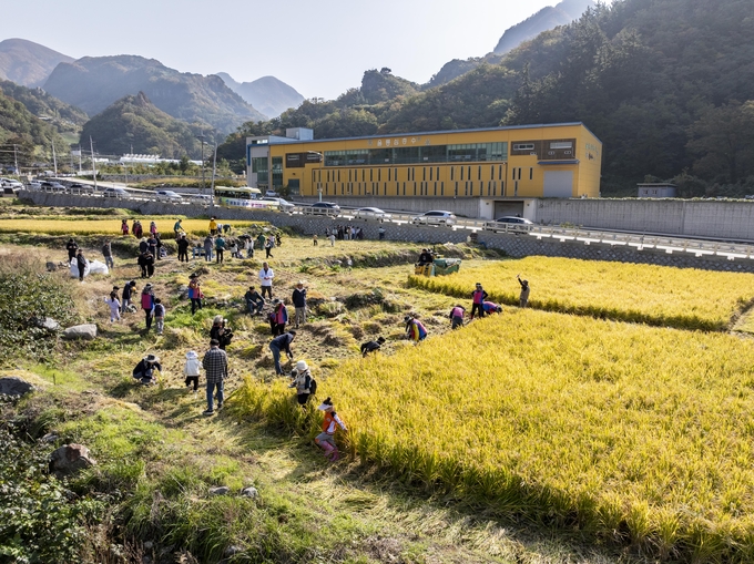 ▲ 6일 울릉군 서면 태하리 울릉개척사 부지 인근에서 ‘벼 베기 및 전통 탈곡 체험행사’가 열렸다. 남한권 울릉군수를 비롯해 울릉군의회 의원, 울릉농협과 농업인단체 회원, 주민 등 60여 명이 함께했으며, 저동초등학교 학생 43명이 현장 체험학습으로 참여하고 있다. 울릉군