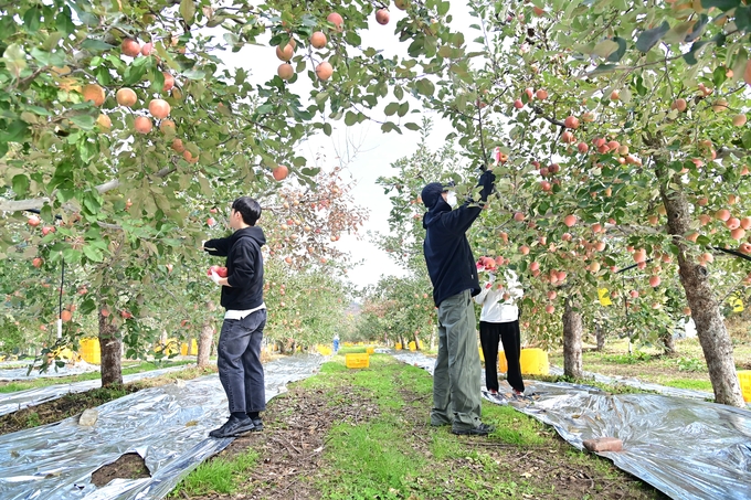 ▲ 청송군 소속 공무원들이 사과를 수확하고 있다. 군은 11월 중순까지 일손이 부족한 취약농가를 대상으로 농촌일손돕기에 나선다.