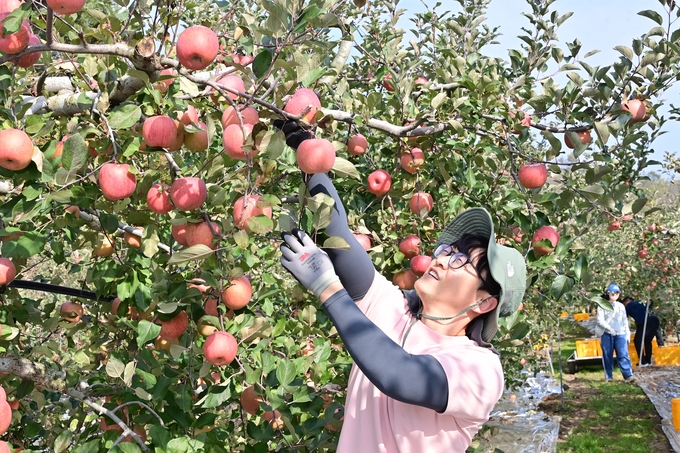 ▲ 청송군 소속 공무원들이 사과를 수확하고 있다. 군은 11월 중순까지 일손이 부족한 취약농가를 대상으로 농촌일손돕기에 나선다.