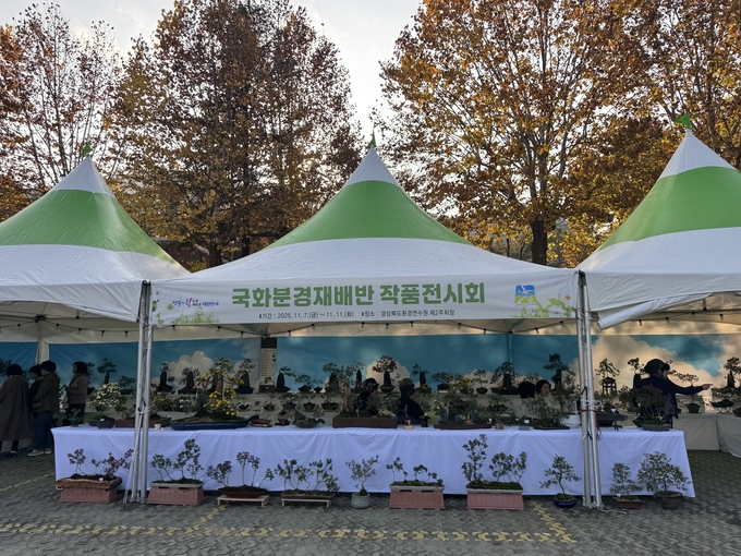 ▲ 경북환경연수원에서 ‘2025년 국화분경재배반 교육생 작품전시회’가 열리고 있다.