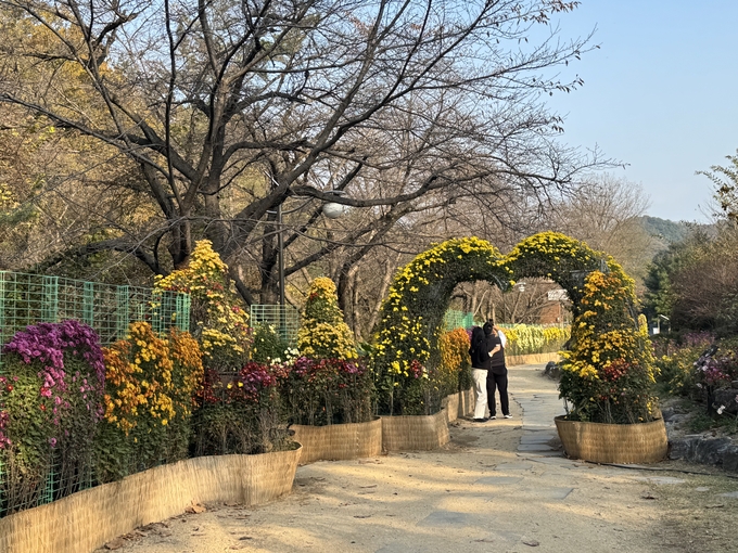 ▲ 경북도환경연수원에서 ‘2025년 국화분경재배반 교육생 작품전시회’에서 교육생들이 장식한 국화꽃 앞에서 시민들이 기념촬영 하고있다.