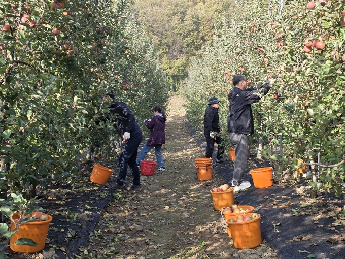 ▲ 대구 군위군 시설관리사업소 직원 10여명이 7일 우보면의 고령 농가를 찾아 사과 수확을 돕고 있다. 군위군