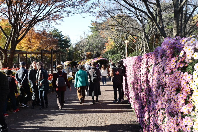 ▲ 대구 달서구 대곡동 대구수목원에서 국화전시회가 열리고 있는 가운데 11일 오후 많은 시민들이 이곳을 찾아 국화를 감상하며 완연한 가을을 만끽하고 있다.김영환 기자yhk@kyongbuk.com