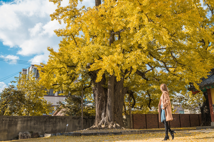 ▲ 수령 500년이 넘는 경주 동부동 경주문화원 향토사료관 뒤뜰의 은행나무 모습. 경주시