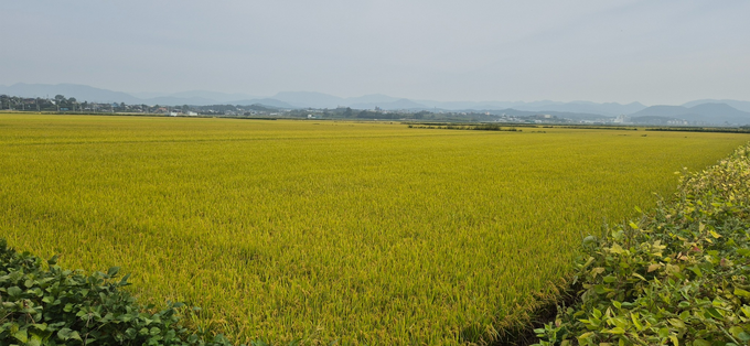 ▲ 경북 의성군 안계평야 단북노연들에서 누렇게 익은 벼가 끝없이 펼쳐진 황금들녘이 수확기를 앞두고 고요한 산능선과 함께 넓게 이어지고 있는 모습. 김동현 기자 jhass80@kyongbuk.com