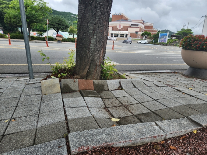 ▲ 7월 의성읍 종합운동장 맞은편에서 실시된 사업대상지 조사 당시 왕벚나무 돌출 뿌리가 인도 블록을 여러 겹으로 밀어 올리며 보행로가 울퉁불퉁하게 변형된 현장이 확인되고 있다. 의성군