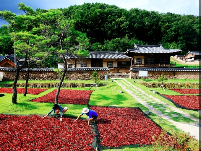 ▲ 수확을 한 고추를 말리고 있는 풍경