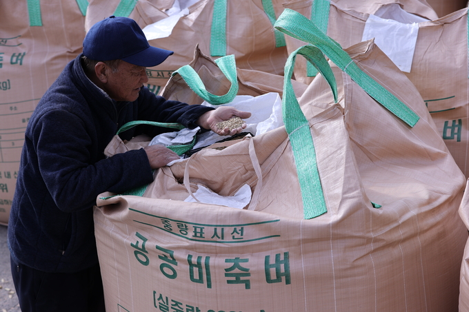 ▲ 17일 오후 대구 군위군 의흥면 읍내냉동창고에서 공공비축미 건조벼 매입과 계근 작업이 한창인 가운데 한 농민이 벼를 살펴보고 있다.김영환 기자 yhk@kyongbuk.com