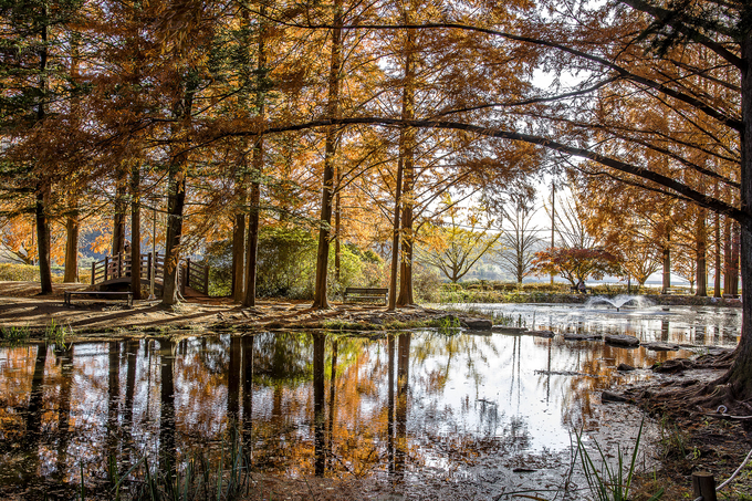 ▲ 18일 오후 경북 안동시 낙강물길공원의 메타세쿼이아숲에도 오색빛깔의 가을이 사뿐히 내려앉았다. ‘한국의 지베르니’라고 불리는 낙강물길공원은 안동댐 안정성 공사 구간에 포함돼 오는 12월 1일부터 2028년까지 전면 통제된다. 올 가을이 지나면 3년간 가을단풍을 볼 수 없다. 서영기 객원기자