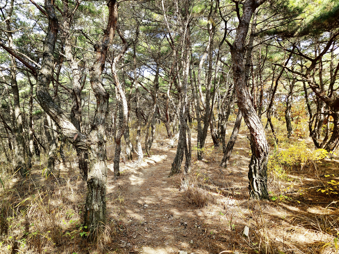 ▲ 포은단심로소나무길