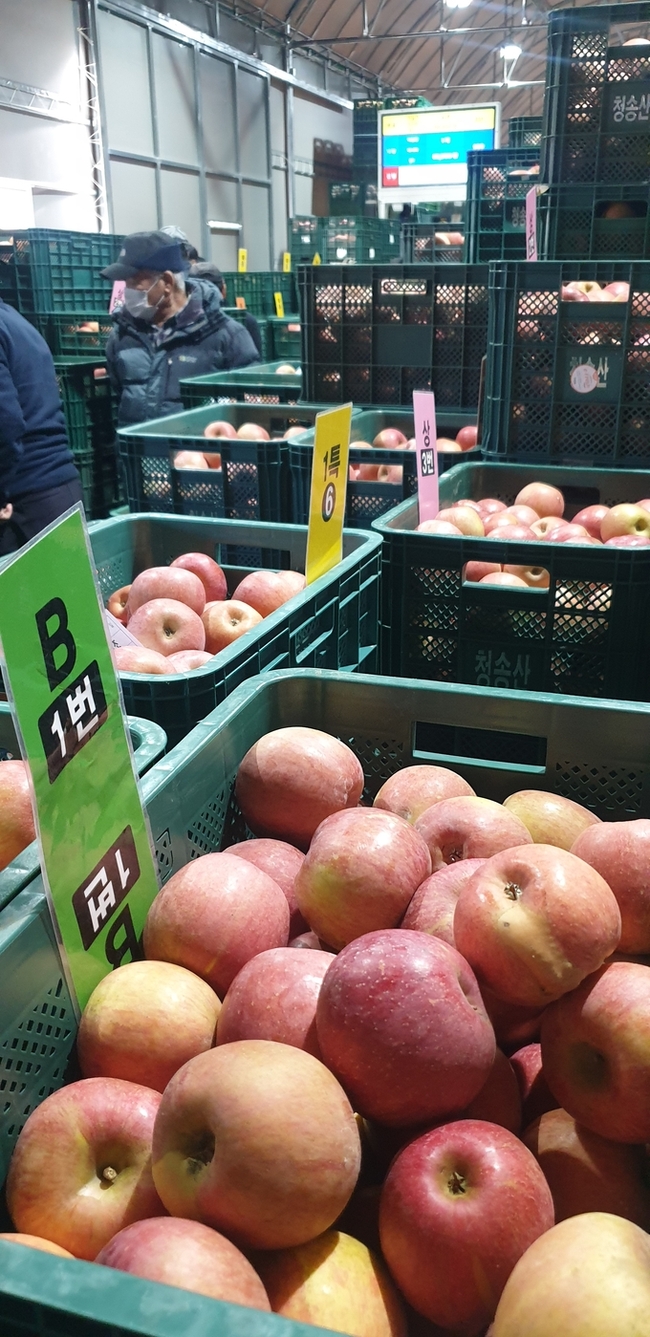 ▲ 청송군농산물산지유통센터에서 청송사과 경매가 진행되고 있다. 서충환 기자