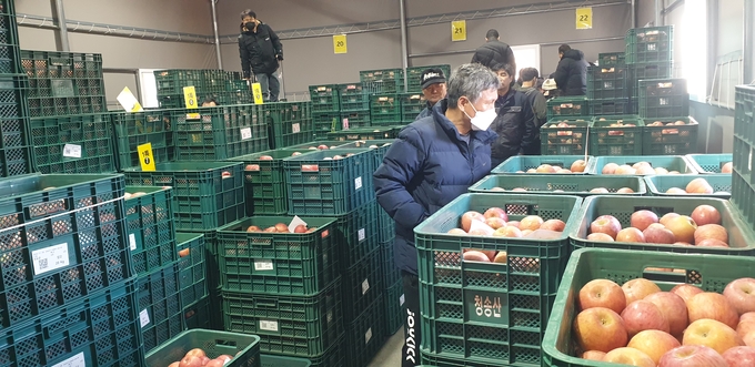 ▲ 청송군 주왕산면에 위치한 청송군농산물산지유통센터에서 청송사과 경매가 한창 진행중이다. 서충환 기자