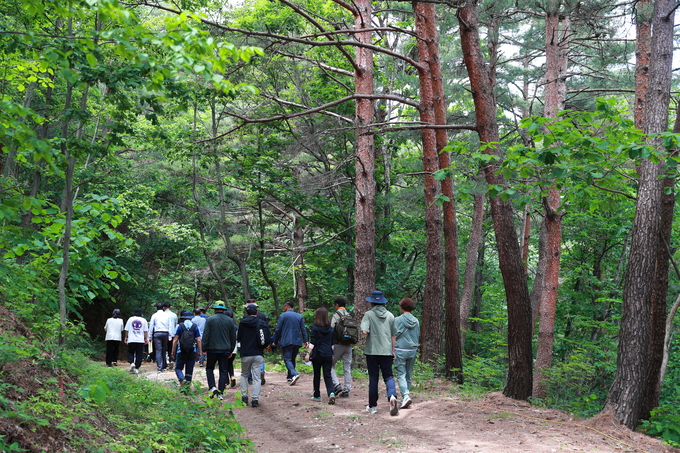 ▲ 탐방객들이 금강송 숲을 걷고 있다.