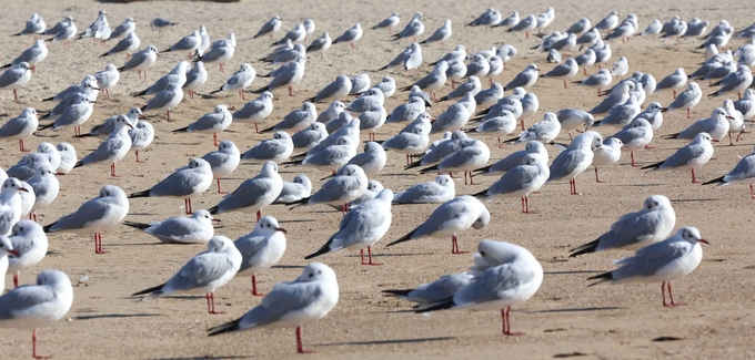 ▲ 쌀쌀한 날씨를 보인 20일 부산 해운대구 송정해수욕장에 갈매기들이 나란히 앉아 햇볕을 쬐고 있다. 연합