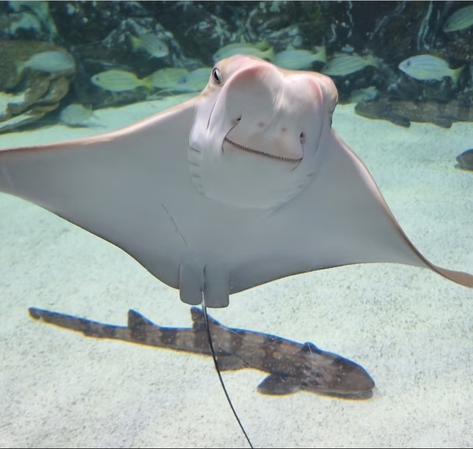 ▲ ‘제4회 갤럭시 사진공모전’에서 청소년 부문 대상을 수상한  천진난만한 표정의 해양 생물을 포착한 ‘세상 그 누구보다 환하게 웃는 가오리’.