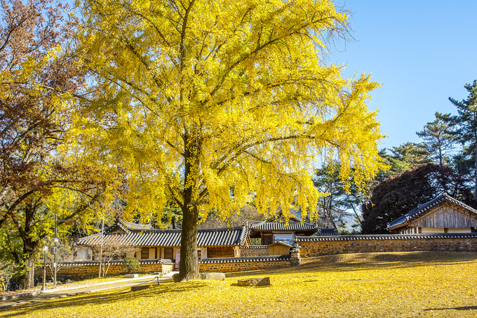 ▲ 21일 오전 경남 밀양시 교동에 있는 오연정에 노랗게 물든 은행나무가 가을의 끝자락을 알리며 관광객의 발길을 발길을 사로잡고 있다. 서영기 객원기자