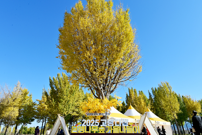 ▲ 고령군 다산면 낙동강변에 은행나무숲 모습. 고령군