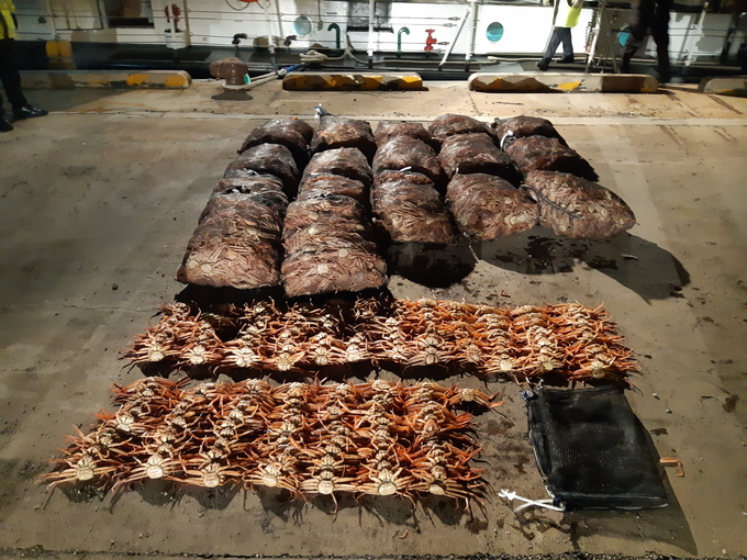 ▲ 대량의 암컷대게가 불법 포획돼 해경에 적발된 모습. 동해지방해양경찰청 제공